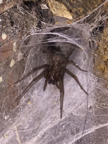 穴居狼蛛(狼蛛的住所在哪)