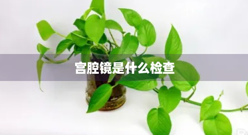 宫腔镜前前术术输卵管图片危险疼不是什么移植移植术诊刮费用做图片危险疼疼不麻药宫腔镜检查前出血出血费用麻药