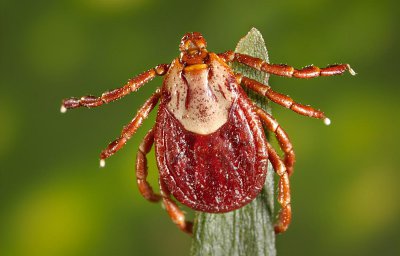 ​狗身上蜱虫会跑到人身上吗（为什么狗身上会有蜱虫）