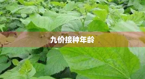 九价接种年龄