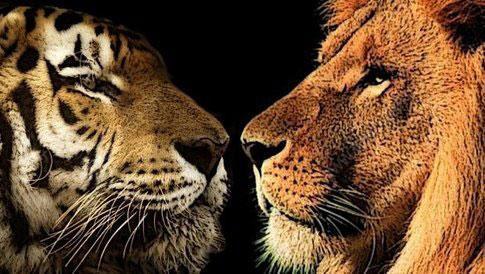 两雄相争打一生肖_谁才算是自然界中真正的百兽之王呢