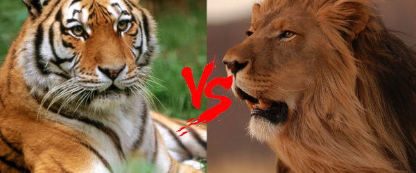 两雄相争打一生肖_谁才算是自然界中真正的百兽之王呢