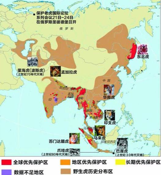 两雄相争打一生肖_谁才算是自然界中真正的百兽之王呢