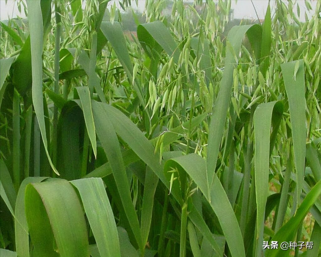 燕麦是否可以用来饲养_饲用燕麦的生长特性以及种植方法