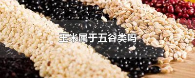​玉米属于五谷类吗
