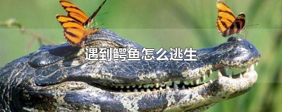 ​遇到鳄鱼怎么逃生