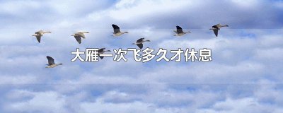 ​大雁一次飞多久才休息