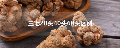 ​三七20头40头60头区别