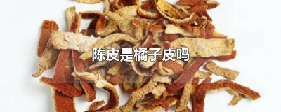 ​陈皮是橘子皮吗
