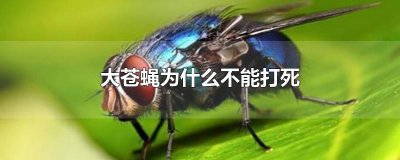 ​大苍蝇为什么不能打死