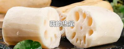 ​藕的热量