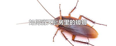 ​如何消灭厨房里的蟑螂