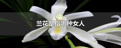 ​兰花是指哪种女人