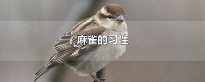 ​麻雀的习性