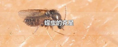 ​蠓虫的克星