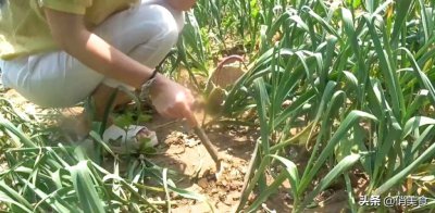 ​怎样腌醋蒜_正宗糖醋蒜的腌制方法