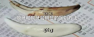 ​狼牙和狗牙最明显的区别方法