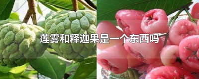 ​莲雾和释迦果是一个东西吗