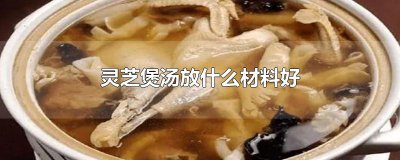 ​灵芝煲汤放什么材料好