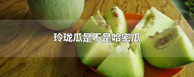 ​玲珑瓜是不是哈密瓜