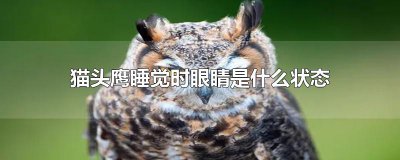 ​猫头鹰睡觉时眼睛是什么状态