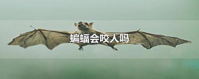 ​蝙蝠会咬人吗