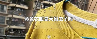 ​黄色衣服夏天招虫子吗