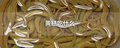 ​黄鳝吃什么