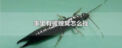 ​家里有蠼螋窝怎么找