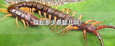 ​蜈蚣多少条腿儿啊?