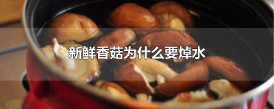 ​新鲜香菇为什么要焯水