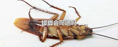 ​蟑螂会爬墙吗
