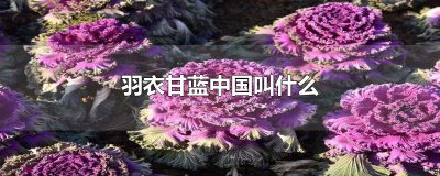 ​羽衣甘蓝中国叫什么