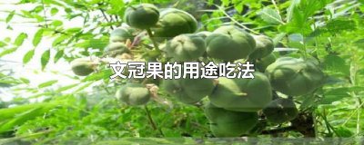 ​文冠果的用途吃法