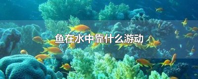 ​鱼在水中靠什么游动