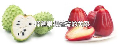 ​释迦果和莲雾的关系