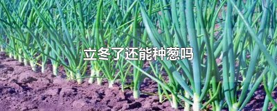​立冬了还能种葱吗