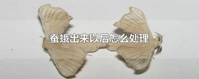 ​蚕蛾出来以后怎么处理