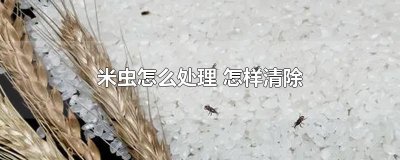 ​米虫怎么处理 怎样清除