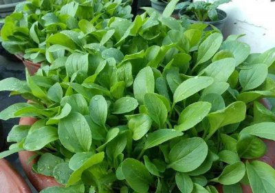 ​生长期30天内的蔬菜（适合新手种植的六种速生蔬菜）