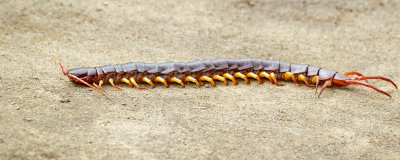 ​蜈蚣的生活环境