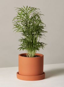 ​袖珍椰子叶子发黄干枯怎么补救（叶子老是干枯发黄什么原因）