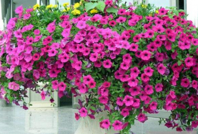 ​家最好养的花卉有哪些（7种公认好养的盆栽花卉植物）