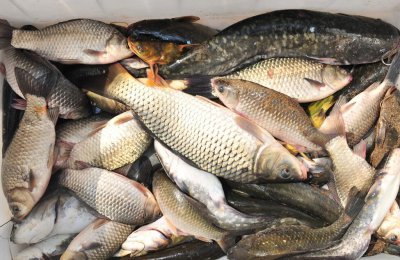 ​一天中钓鲤鱼的最好时间 掌握鲤鱼鱼种特性