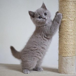 ​英短什么毛色最贵（怎么区分英短的所有品种及照片）