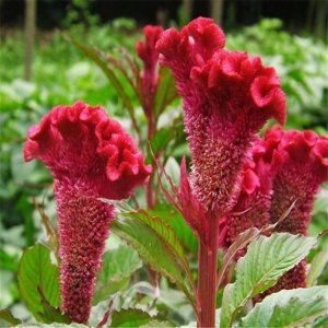 ​人尿和淘米水哪个肥（乡下老农告诉你正确答案）