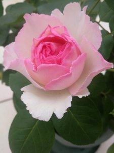 ​香水月季品种优缺点（灌木状月季花魂之香水四季有花开）