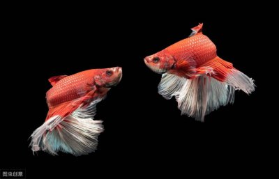 ​适合小朋友养的宠物有哪些品种推荐