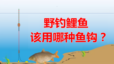​钓鲤鱼用几号钩最合适（完美解析钓鲤鱼的钩号选择）