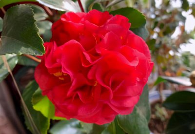 ​茶花什么品种最好最香（四季开花的十大名贵茶花）